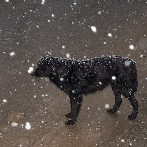 عالم، زمین، سیاره