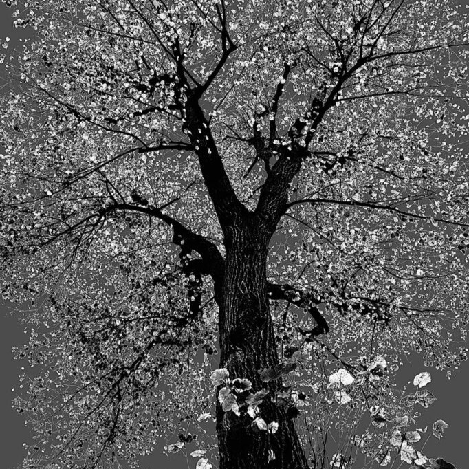 Nature Lumineuse
