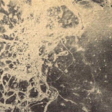 مشاع: فنِ فوت