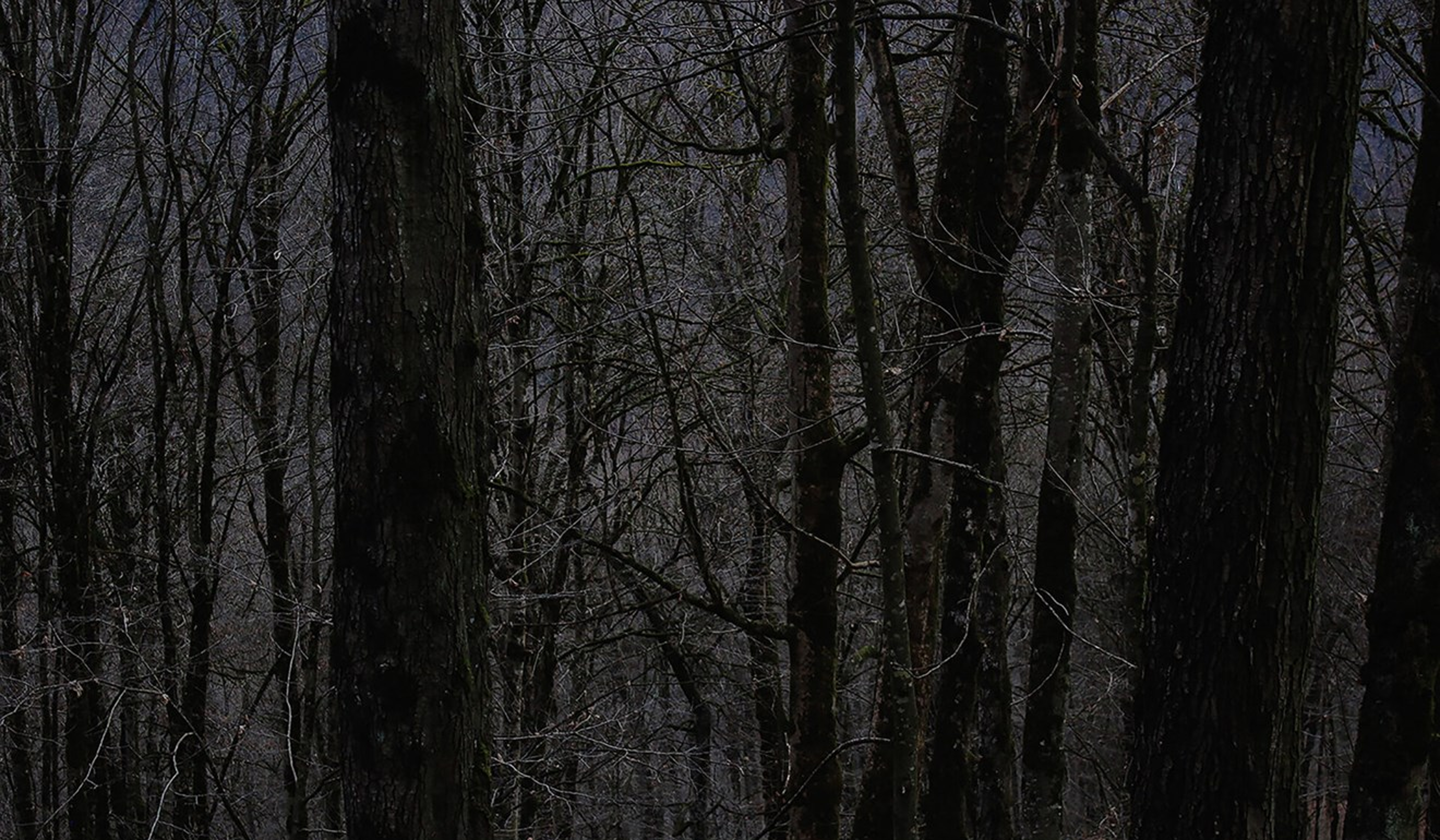 Mina Boromand's "Aphantasia" at Silk Road Art Gallery